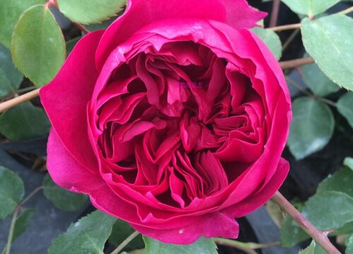 秋日胭脂月季是藤本还是灌木