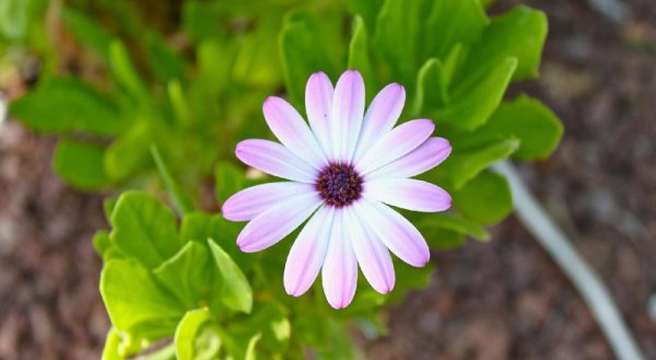 怎样让白羊男越来越离不开你