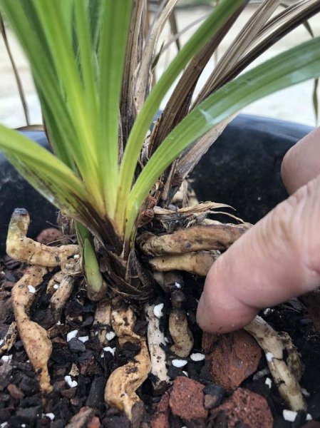 兰花出现茎腐病怎么办