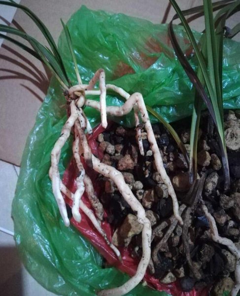 兰花出现茎腐病怎么办