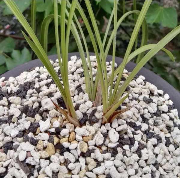 兰花出现茎腐病怎么办