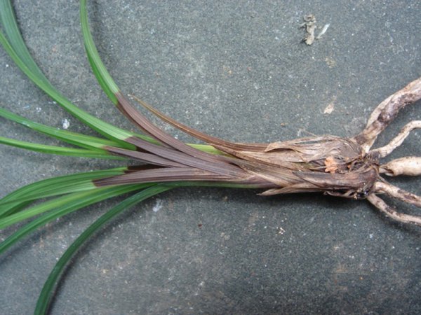 兰花出现茎腐病怎么办