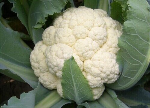 花菜含糖量高吗