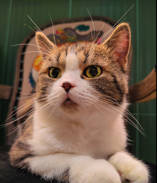 努比亚z40pro手机怎么样