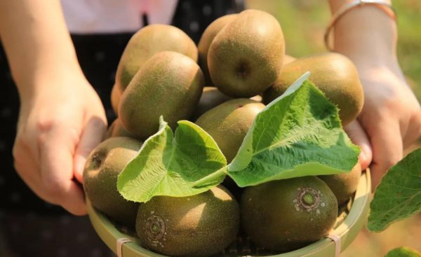 十大低糖水果排名