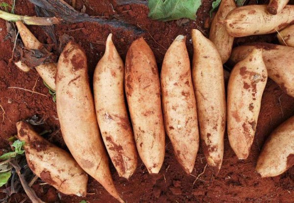 十大低糖水果排名