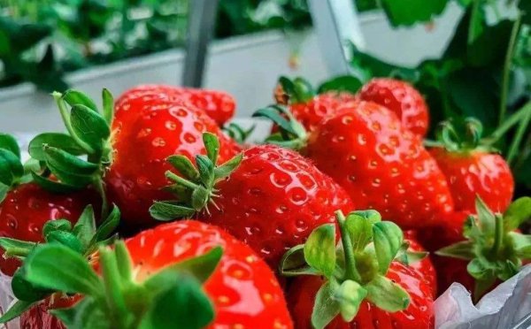 十大低糖水果排名