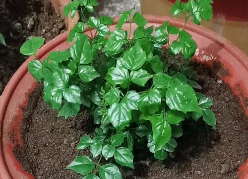 幸福树室内养还是室外养好