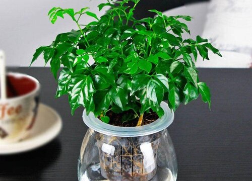 幸福树室内养还是室外养好