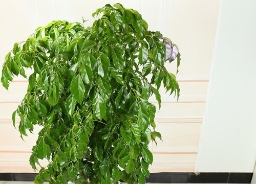 幸福树室内养还是室外养好