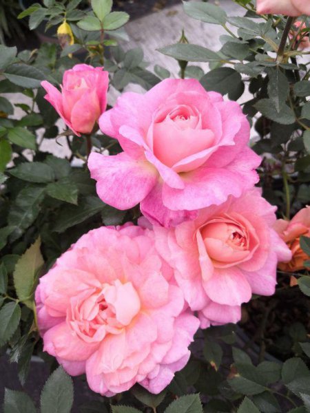 永不淘汰的月季品种