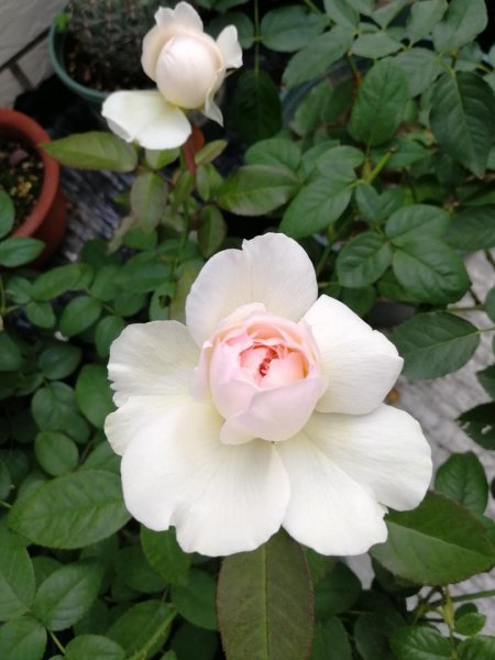 永不淘汰的月季品种