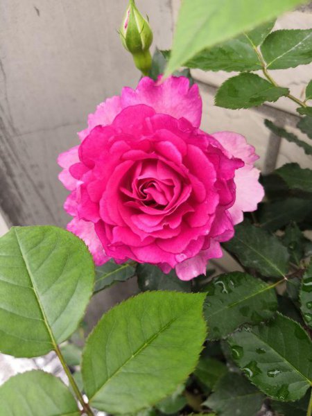 永不淘汰的月季品种