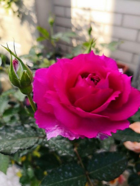 永不淘汰的月季品种