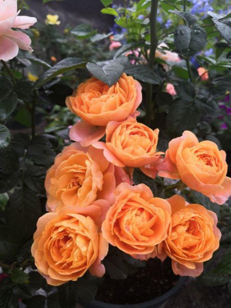 永不淘汰的月季品种