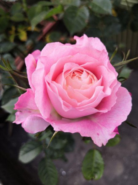 永不淘汰的月季品种