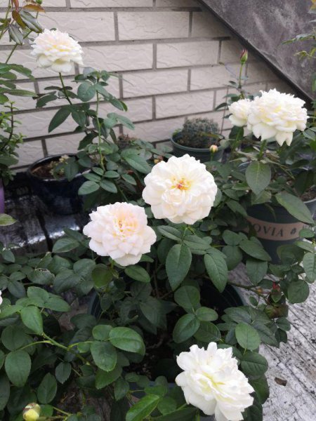 永不淘汰的月季品种