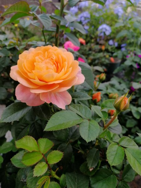 永不淘汰的月季品种