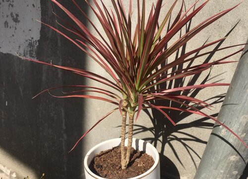 马尾铁的养殖方法和注意事项