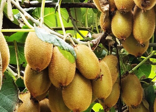 猕猴桃几月份种植最好