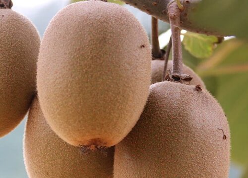 猕猴桃几月份种植最好