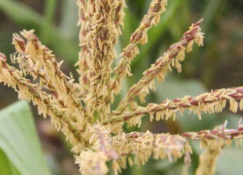 两性花和单性花的区别