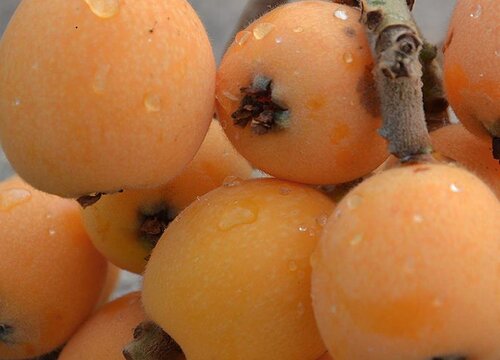 成都枇杷什么时候成熟