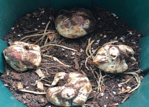 百合花有种子吗