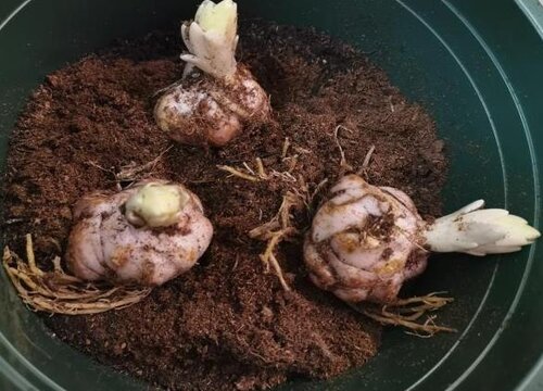 百合花有种子吗