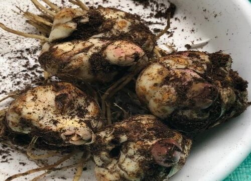 百合花有种子吗