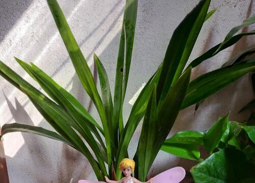 兰花的根系变绿的原因有哪些