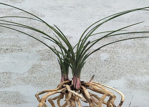 兰花的根系变绿的原因有哪些