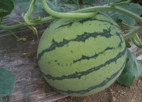 8424西瓜几月份种植最好