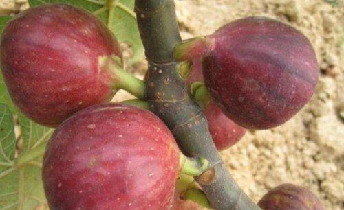 无花果不结果怎么回事