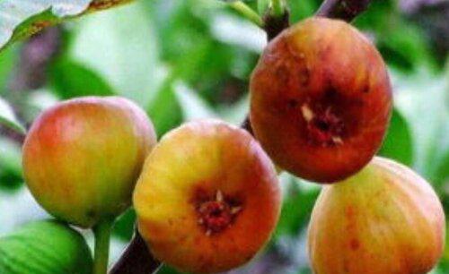 无花果不结果怎么回事