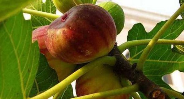 无花果不结果怎么回事