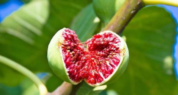 无花果不结果怎么回事