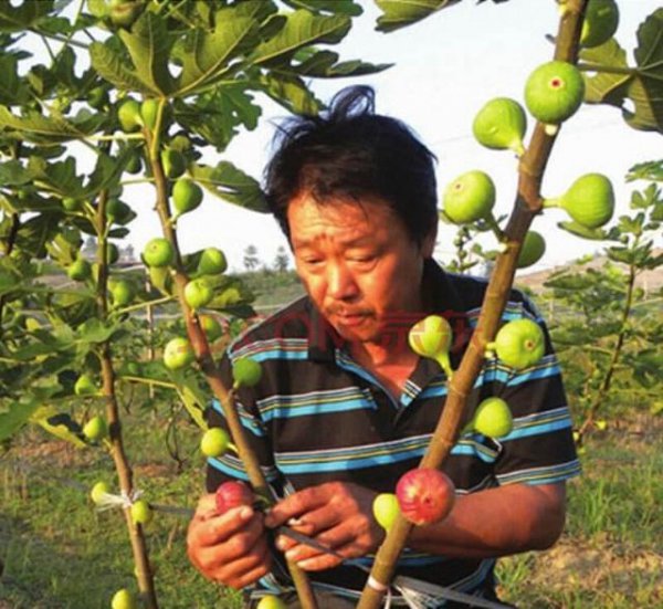 无花果不结果怎么回事