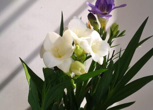 香雪兰的花语和寓意