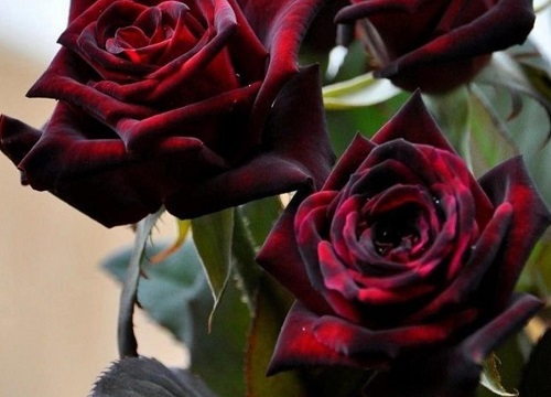 春季月季花谢后如何修剪