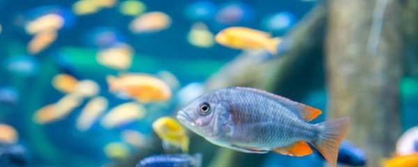 鱼缸过滤棉很脏多久清洗