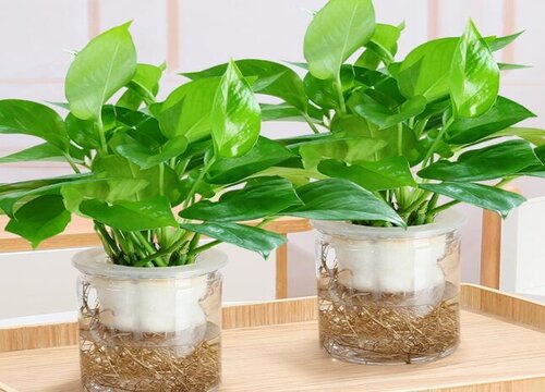 水培绿萝烂根怎么办