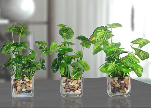 水培绿萝烂根怎么办