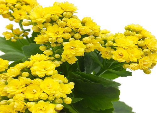 长寿花怎样养殖开的花比较漂亮