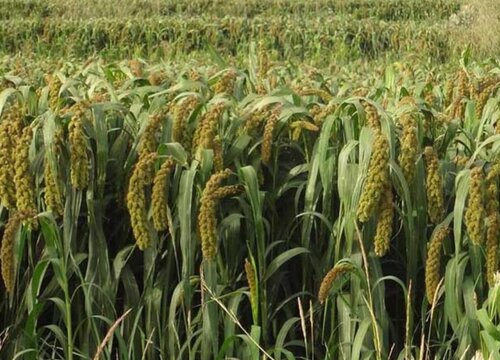 小米什么时候成熟