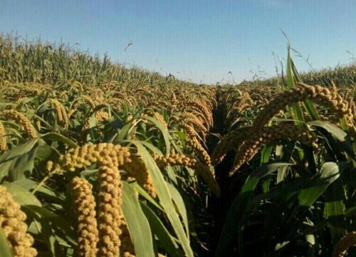 小米什么时候成熟