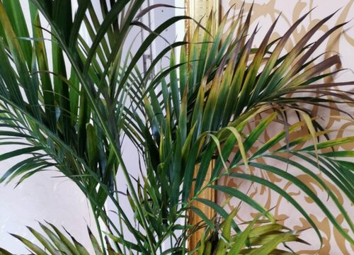 凤尾竹叶子发黄是什么原因造成的