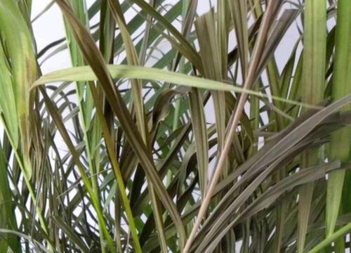 凤尾竹叶子发黄是什么原因造成的