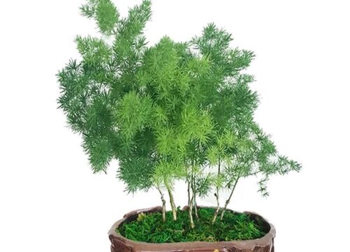 蓬莱松盆景的养殖方法和注意事项