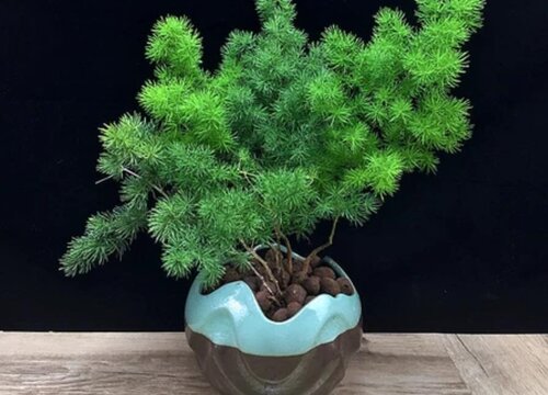 蓬莱松盆景的养殖方法和注意事项